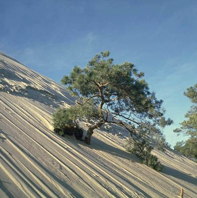 Dünen im Slowinski National Park, Polen