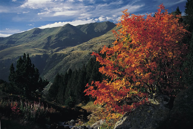 Cotonnerie, Andorra