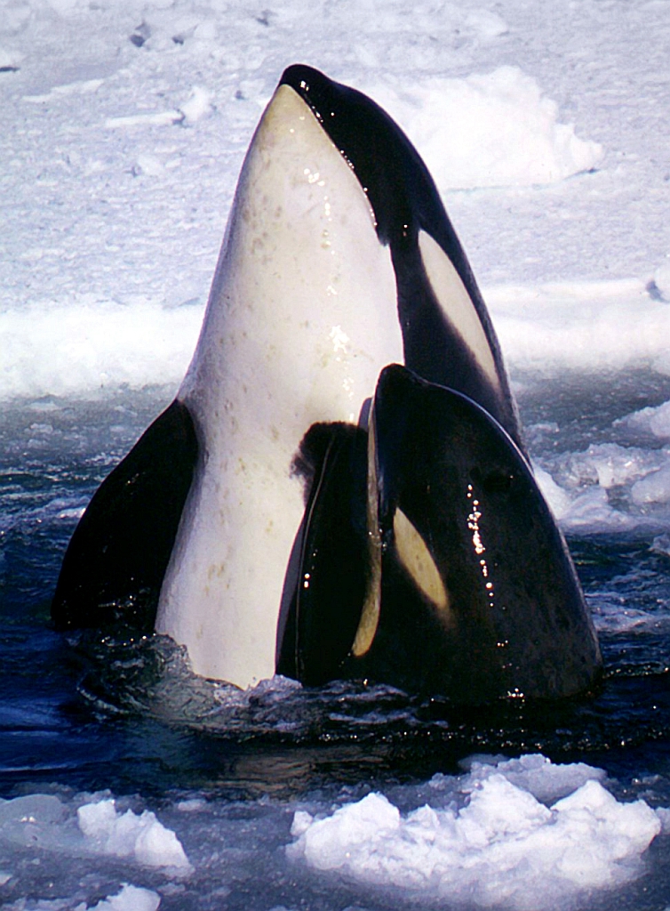 Schwertwal mit Kalb in der Ross Sea