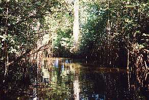 Black River, Jamaika