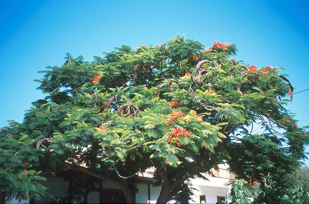 Jakaranda, La Gomera, Kanarische Inseln