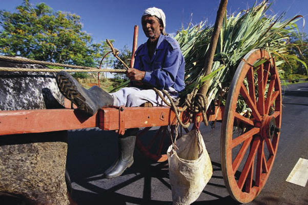 Zuckerrohrfelder, Mauritius