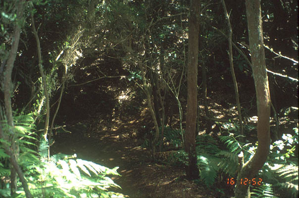 Wanderweg, La Gomera, Kanarische Inseln