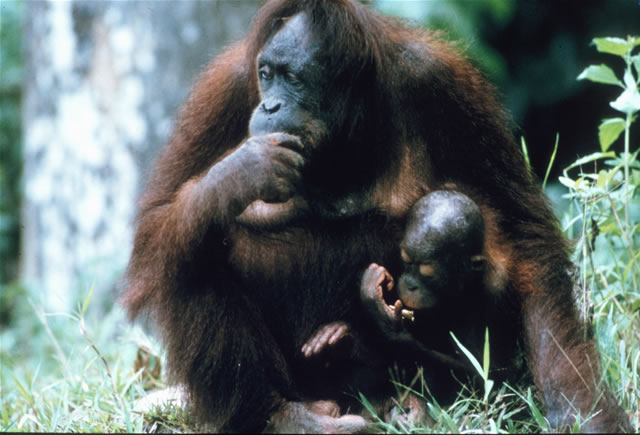 Orang-Utan Familie, Malaysia