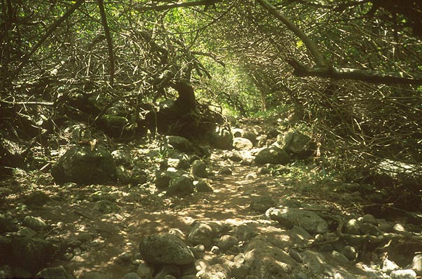 Way to Sacred Falls, Hawaii