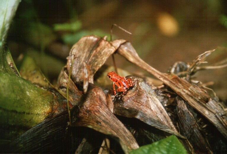 Frosch, Costa Rica