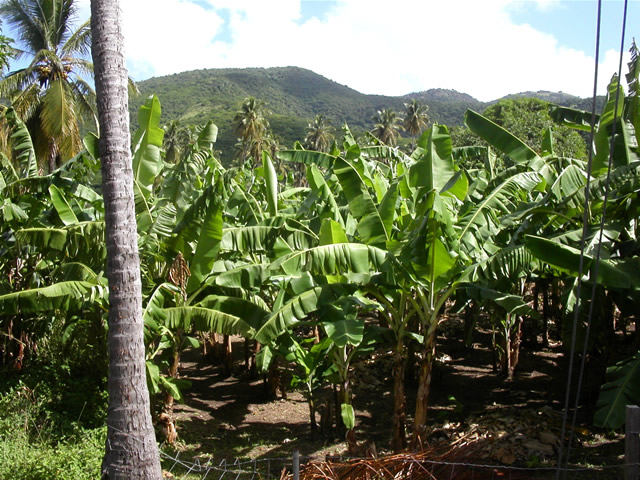 Bananenplantage - Banana Plantation, Antigua & Barbuda