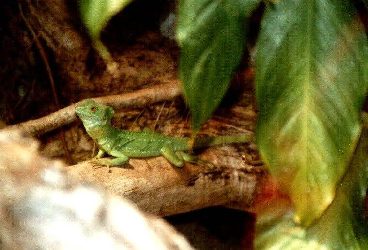 Baselisk, Costa Rica