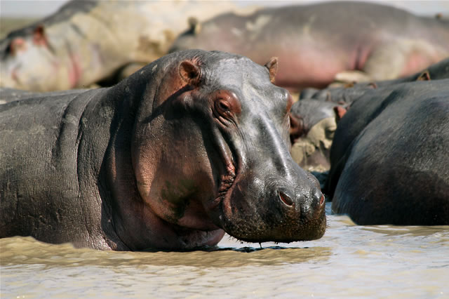 Nilpferde Im Vwaza Nationalpark