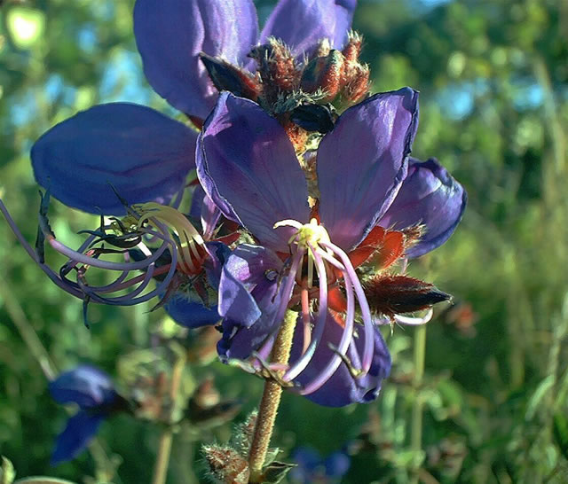 Blüten auf dem Zomba-Plateau