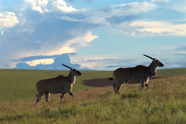 Tierwelt auf dem Nyika-Plateau