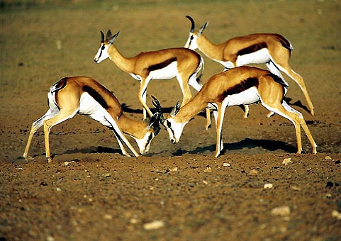 Springbok, Südafrika