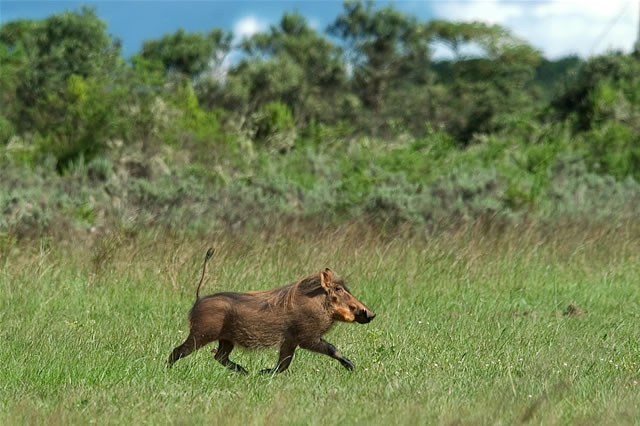 Warzenschwein mit hochgestrecktem Schwanz