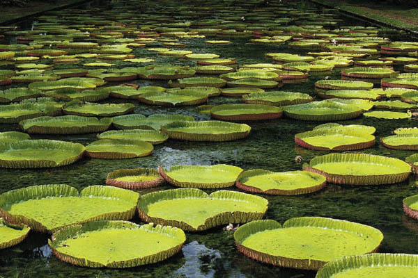 Mauritius: Pamplemousses - Seerosen Pamplemousses - Seerosen, Mauritius