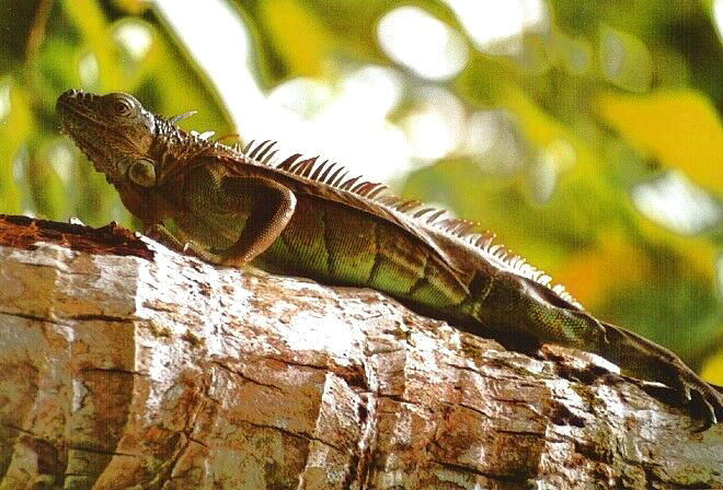 grüner Leguan, Costa Rica