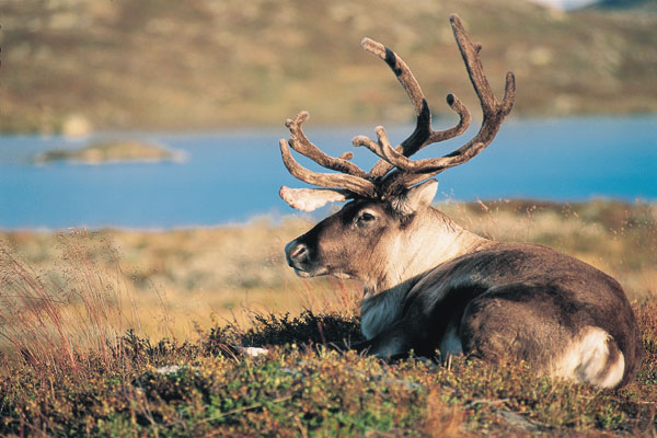 Valdersflyi mountains Oppland reindeer nature, Norwegen