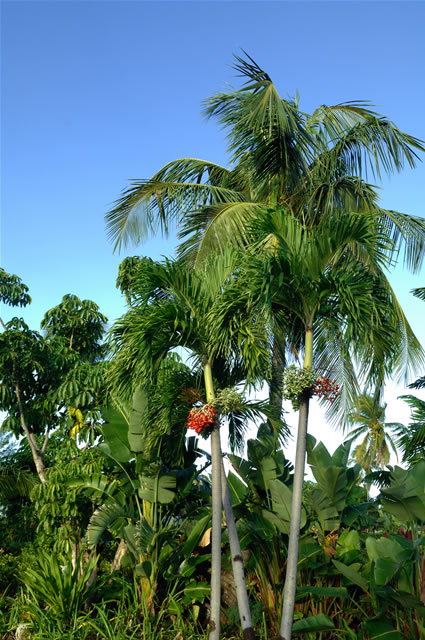 Harbour Island, Bahamas