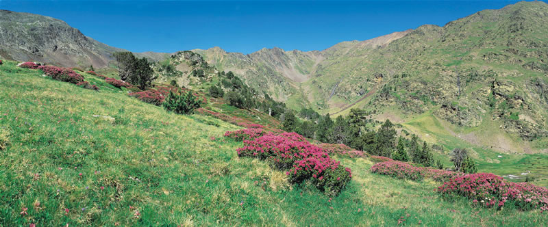 Tiroline, Andorra