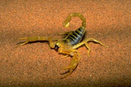 Dünenskorpion - Dünennamib, Namibia