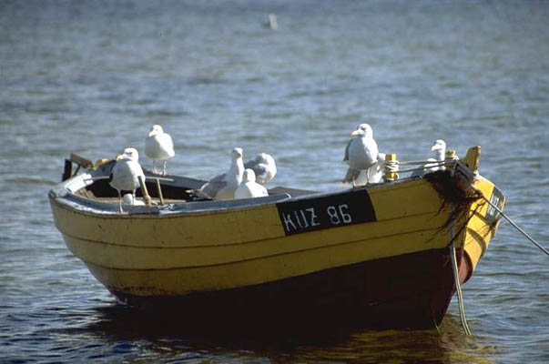 Halbinsel Hela - Boot mit Möwen, Polen