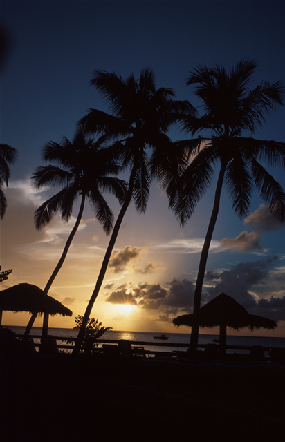 Sonnenuntergang unter Palmen - Sunset with Palm Trees, Antigua & Barbuda