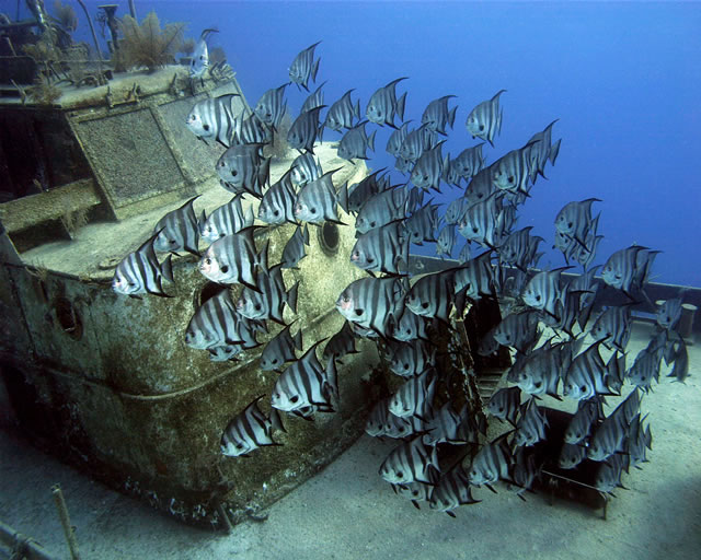 Nassau - Stuart Cove\'s Dive, Bahamas