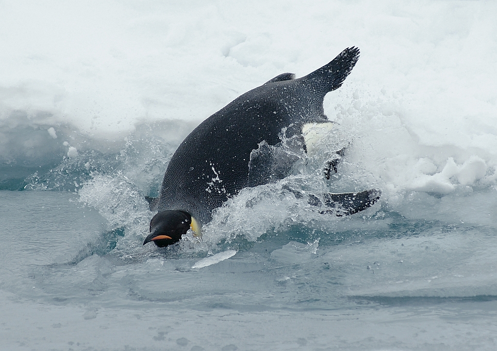 Tauchender Kaiserpinguin