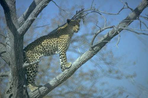 Leopard - Etoscha-Nationalpark, Namibia