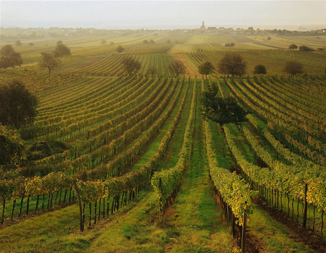 Burgenland - Weingärten am Neusiedler See [Popp], Österreich