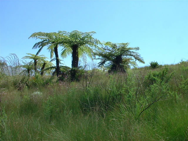 Natur auf dem Mulanje