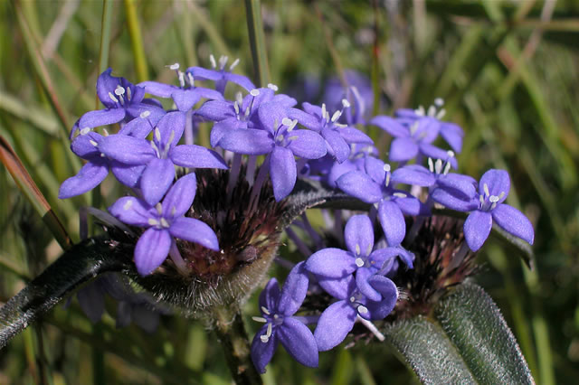 Kleine blaublühende Pflanze