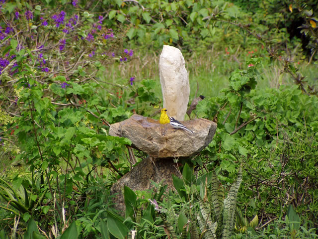 Singvögel in den Viphya Mountains