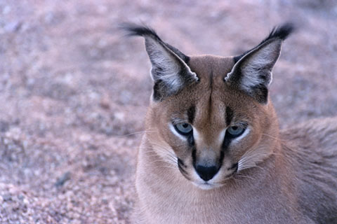 Karakal, Namibia