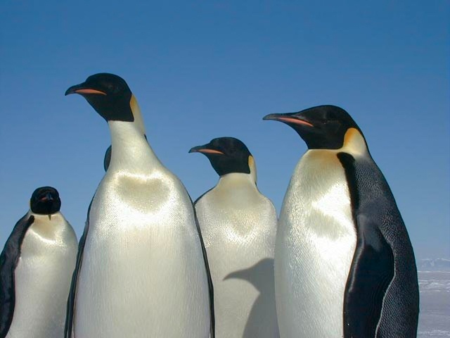 Kaiserpinguine