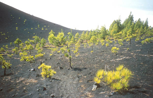 Teneguia, La Palma, Kanarische Inseln