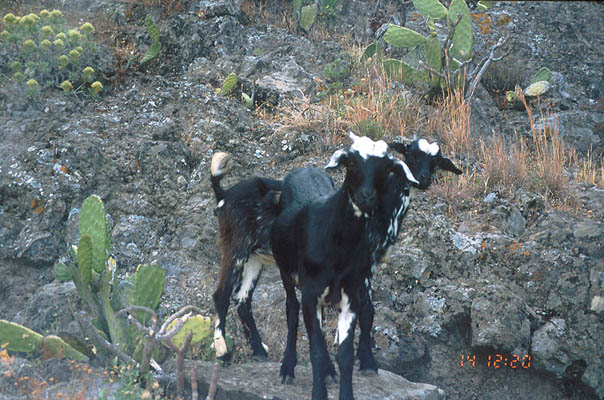 Ziegen, La Gomera, Kanarische Inseln