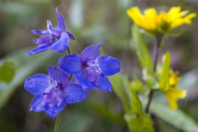 Blau- und gelbblühende Pflanzen