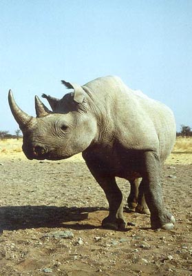 Spitzmaulnashorn, Namibia