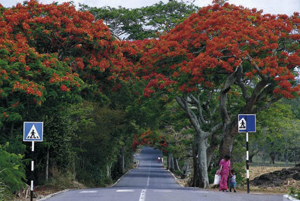 Straße mit Flamboyants, Mauritius