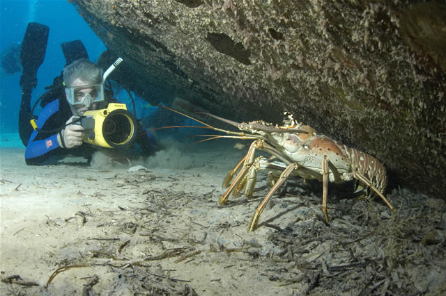 Nassau - Stuart Cove\'s Dive, Bahamas