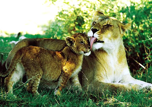 Lioness & Scubs, Südafrika
