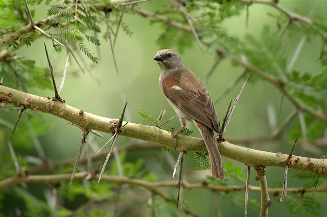 Vogel auf einer Akazie