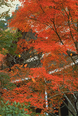 Saimyo-ji: Garten, Japan