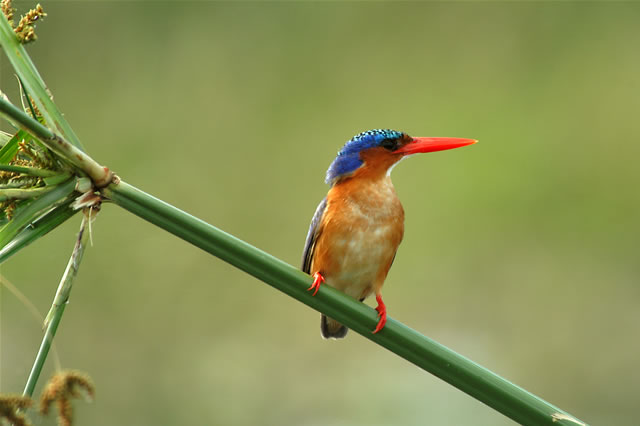 Farbenfroher Eisvogel