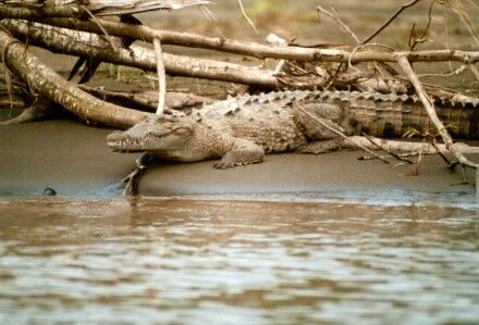 Tortuguero Krokodil, Costa Rica