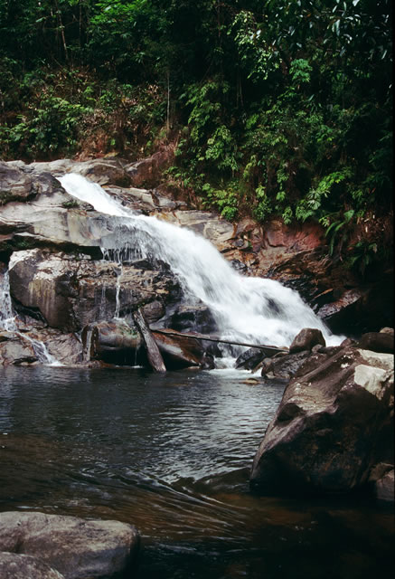 Endau Rompin Nationalpark Endau Rompin Nationalpark, Malaysia