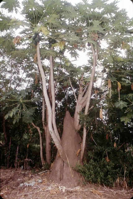 Lengwe-Baum