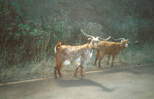 Ziegen, La Palma, Kanarische Inseln