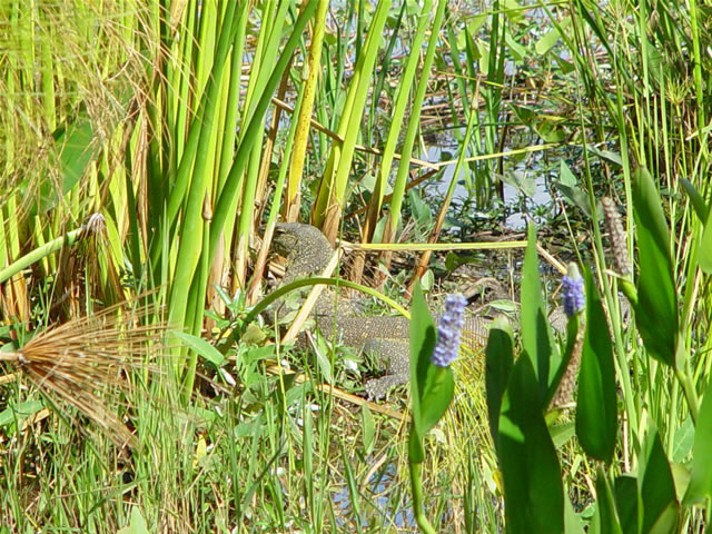 Eine Echse am Wasser in den Viphya Mountains