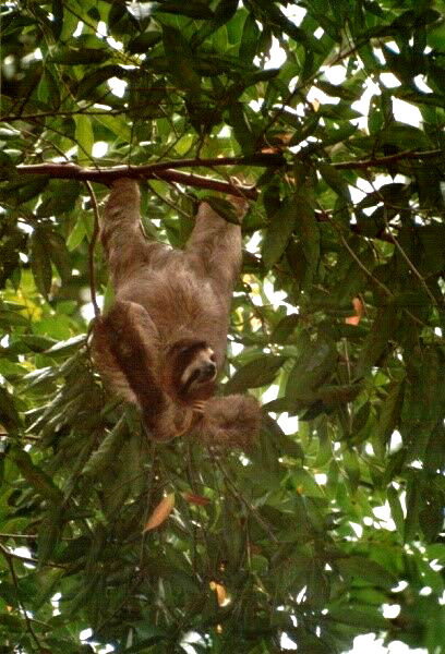 Faultier, Costa Rica